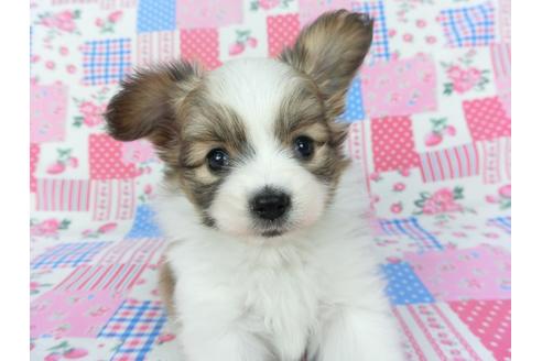 成約済の千葉県のパピヨン-123084の3枚目