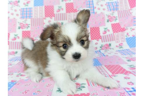 成約済の千葉県のパピヨン-123084の2枚目