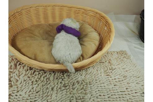 成約済の埼玉県のマルチーズ-124437の4枚目
