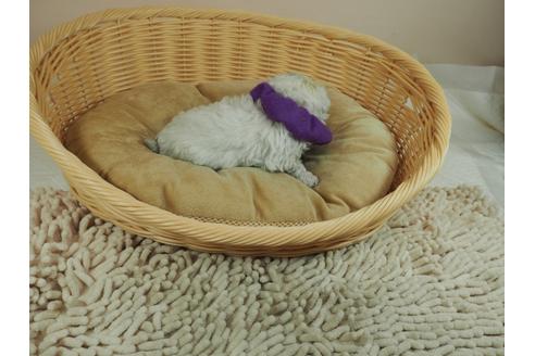 成約済の埼玉県のマルチーズ-124437の2枚目