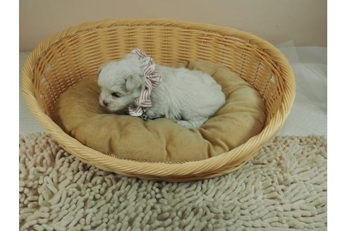 成約済の埼玉県のマルチーズ-124438の3枚目