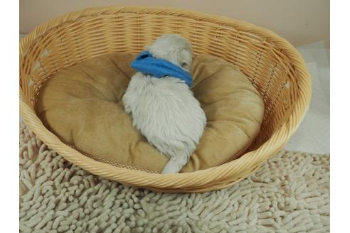 成約済の埼玉県のマルチーズ-124439の4枚目