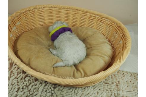 成約済の埼玉県のマルチーズ-124441の4枚目
