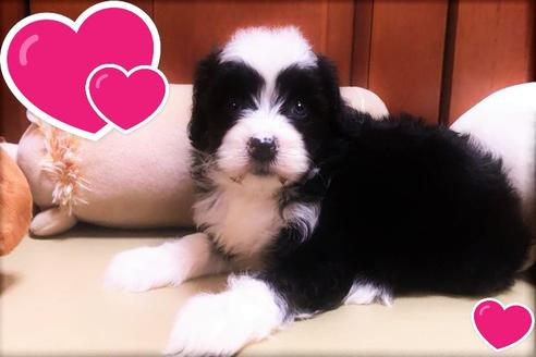 茨城県のミックス犬 男の子 21 01 22生まれ シュナプーmix ブラック ホワイト 子犬id ブリーダーナビ 茨城県のミックス犬 男の子 21 01 22生まれ シュナプーmix ブラック ホワイト 子犬id ブリーダーナビ
