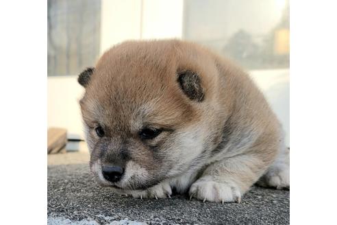 成約済の埼玉県の柴犬-124463の8枚目