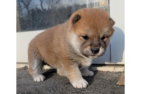 成約済の埼玉県の柴犬-124463の6枚目