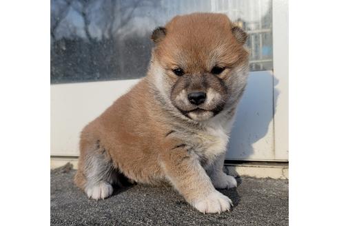 成約済の埼玉県の柴犬-124463の1枚目