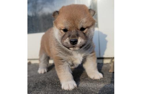 成約済の埼玉県の柴犬-124463の5枚目