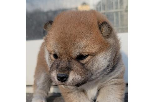 成約済の埼玉県の柴犬-124463の4枚目