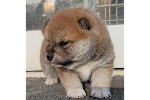 成約済の埼玉県の柴犬-124463の2枚目