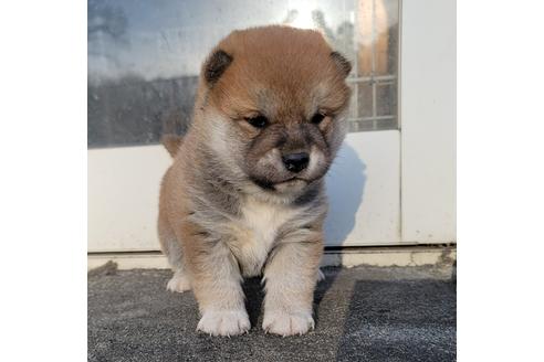 成約済の埼玉県の柴犬-124463の3枚目