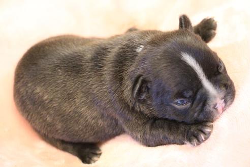 成約済の愛知県のフレンチブルドッグ-123218の16枚目