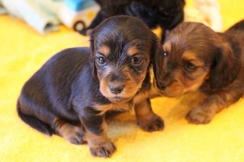 成約済の愛知県のカニンヘンダックスフンド(ロングヘアード)-122234の9枚目