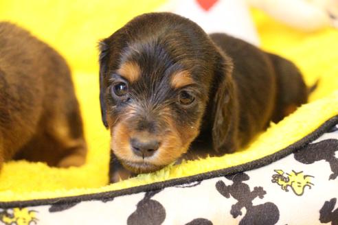 成約済の愛知県のカニンヘンダックスフンド(ロングヘアード)-122234の8枚目