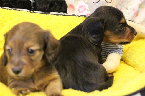 成約済の愛知県のカニンヘンダックスフンド(ロングヘアード)-122234の7枚目