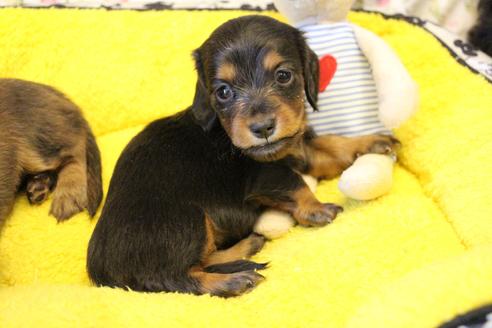 成約済の愛知県のカニンヘンダックスフンド(ロングヘアード)-122234の6枚目