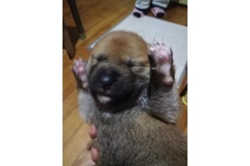 成約済の千葉県の柴犬-123725の6枚目