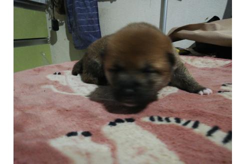 成約済の千葉県の柴犬-123725の7枚目