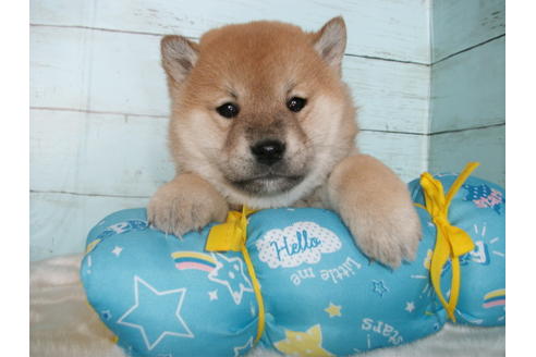 成約済の埼玉県の柴犬-124494の1枚目
