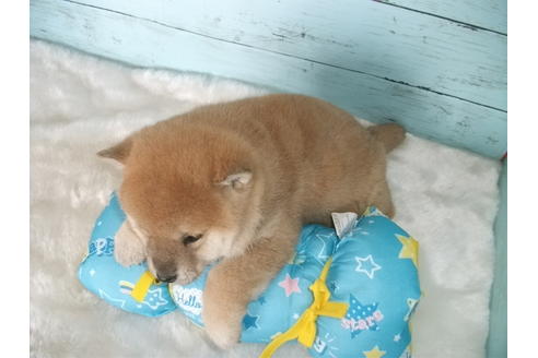 成約済の埼玉県の柴犬-124494の6枚目
