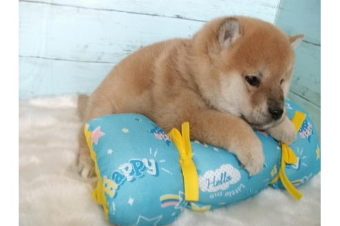 成約済の埼玉県の柴犬-124494の5枚目