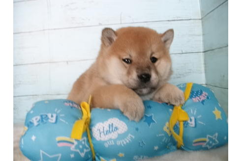 成約済の埼玉県の柴犬-124494の4枚目