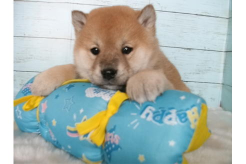 成約済の埼玉県の柴犬-124494の3枚目