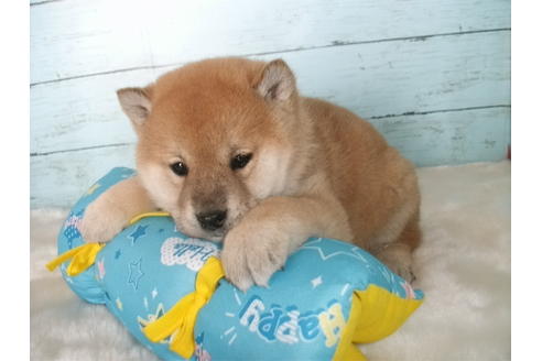 成約済の埼玉県の柴犬-124494の2枚目