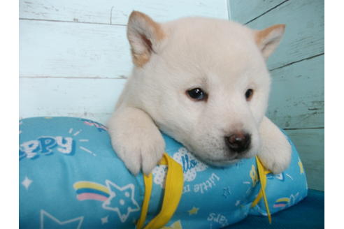 成約済の埼玉県の柴犬-124497の1枚目