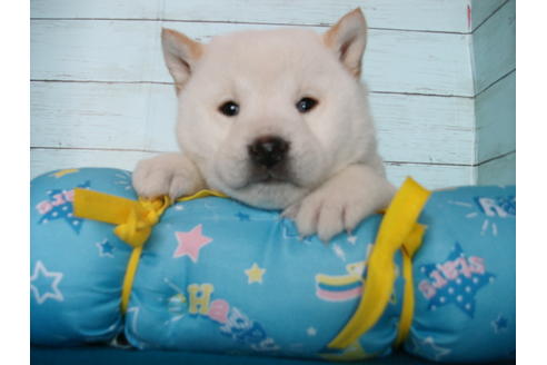 成約済の埼玉県の柴犬-124497の7枚目