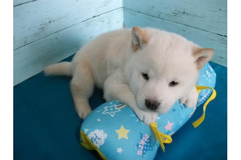成約済の埼玉県の柴犬-124497の6枚目
