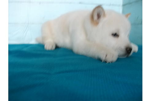 成約済の埼玉県の柴犬-124497の5枚目