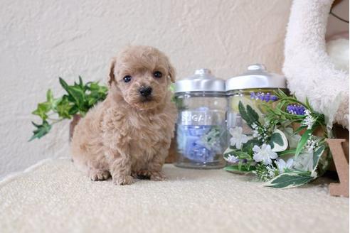 成約済の滋賀県のトイプードル-124498の1枚目