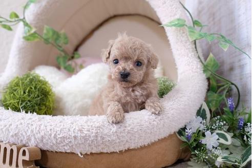 成約済の滋賀県のトイプードル-124498の3枚目