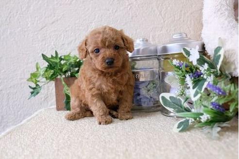 成約済の滋賀県のトイプードル-124500