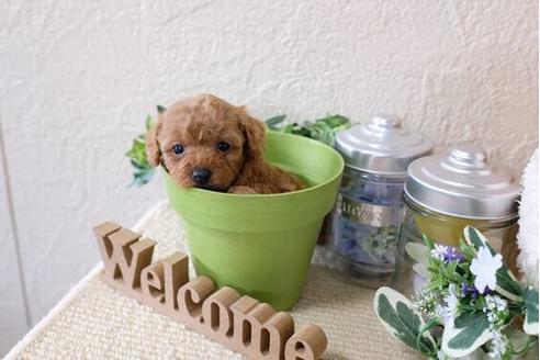 成約済の滋賀県のトイプードル-124500の3枚目