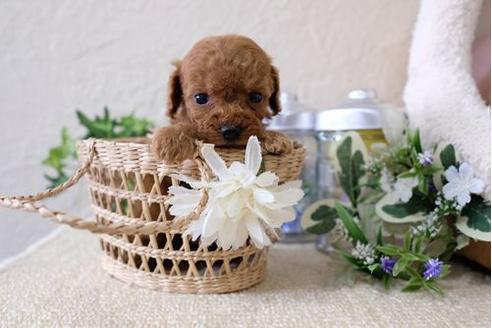 成約済の滋賀県のトイプードル-124501