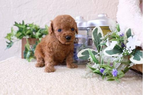 成約済の滋賀県のトイプードル-124501の3枚目