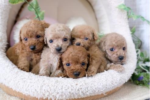 成約済の滋賀県のトイプードル-124501の2枚目