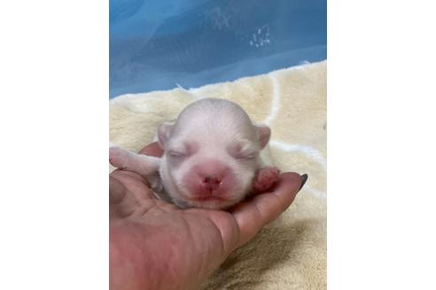 成約済の愛媛県のチワワ(ロングコート)-124518の22枚目