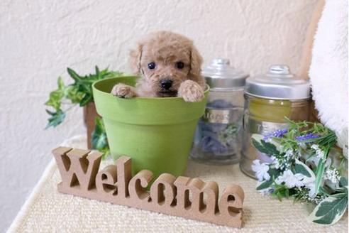 成約済の滋賀県のトイプードル-124502