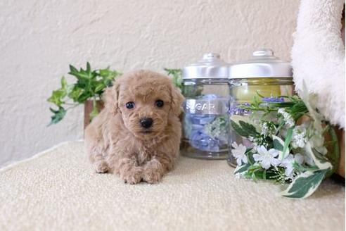 成約済の滋賀県のトイプードル-124502の3枚目