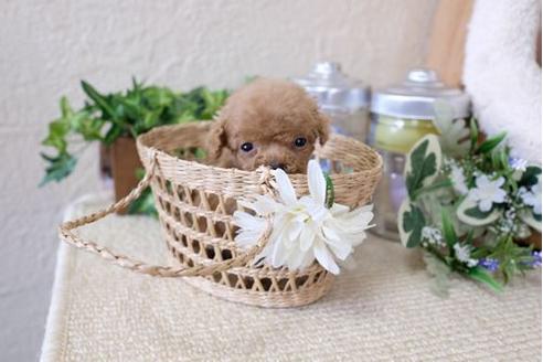 成約済の滋賀県のトイプードル-124504