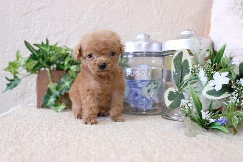 成約済の滋賀県のトイプードル-124504の3枚目