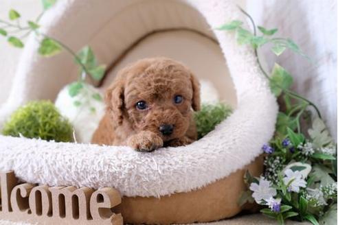 成約済の滋賀県のトイプードル-124506の1枚目