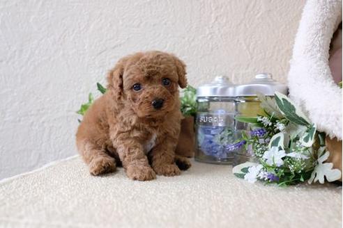 成約済の滋賀県のトイプードル-124506の3枚目