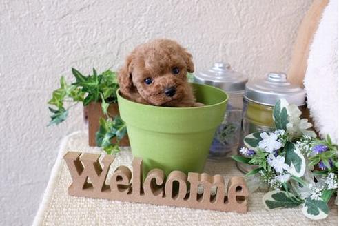 成約済の滋賀県のトイプードル-124507の1枚目