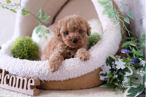 成約済の滋賀県のトイプードル-124507の3枚目