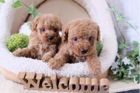 成約済の滋賀県のトイプードル-124507の2枚目