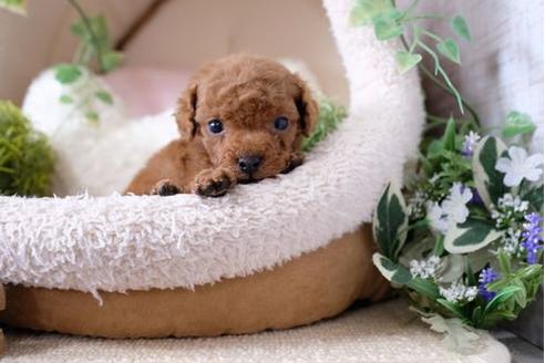 成約済の滋賀県のトイプードル-124510の1枚目